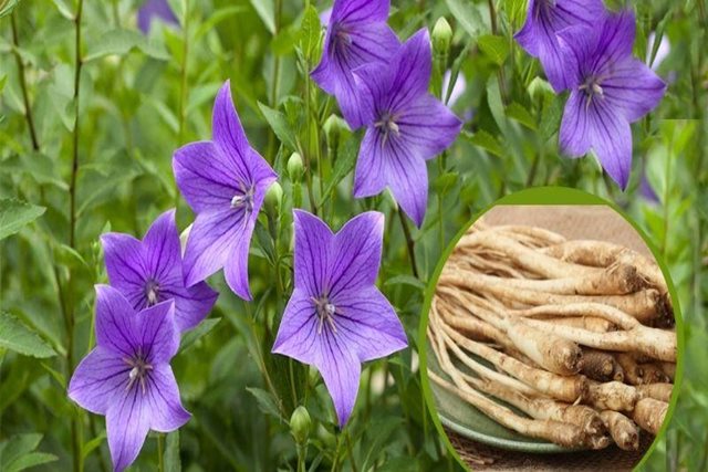 8 vị thuốc giúp giảm đau họng